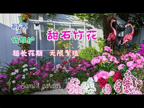 家樂花風水